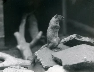 Un Écureuil Renard perché sur des rochers au Zoo de Londres. Août 1916.